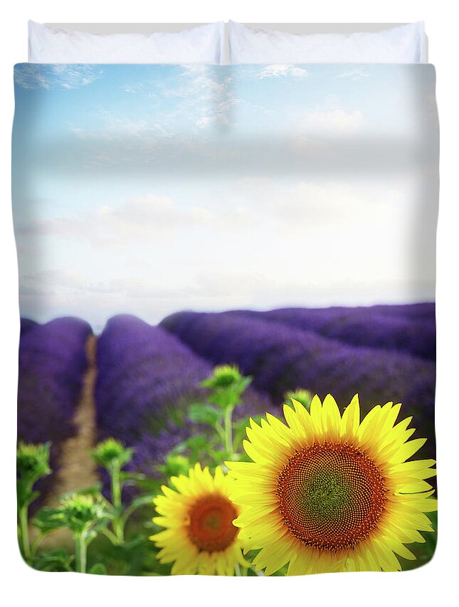 Lavender Duvet Cover featuring the photograph Sunrise over Sunflower and Lavender Field by Anastasy Yarmolovich