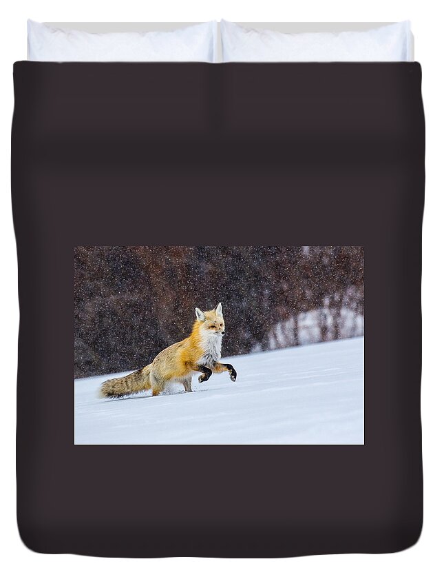 Fox Duvet Cover featuring the photograph Sunset Flakes by Kevin Dietrich