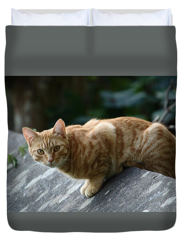 Cat Duvet Cover featuring the photograph Surprised To See You by Adrian Wale