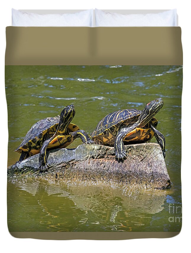 Turtles Duvet Cover featuring the photograph Surveying Their Domain by Kate Brown
