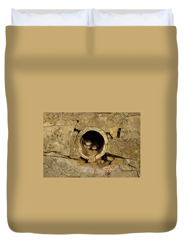 Swallow Duvet Cover featuring the photograph Swallow Babies In Pipe by Adrian Wale
