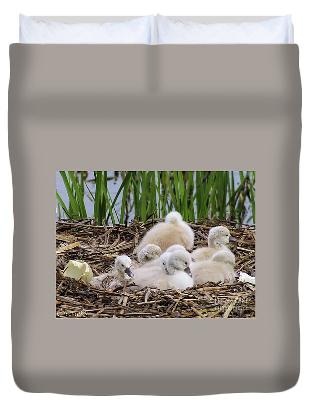 Swan Duvet Cover featuring the photograph Swan 5 by September Stone