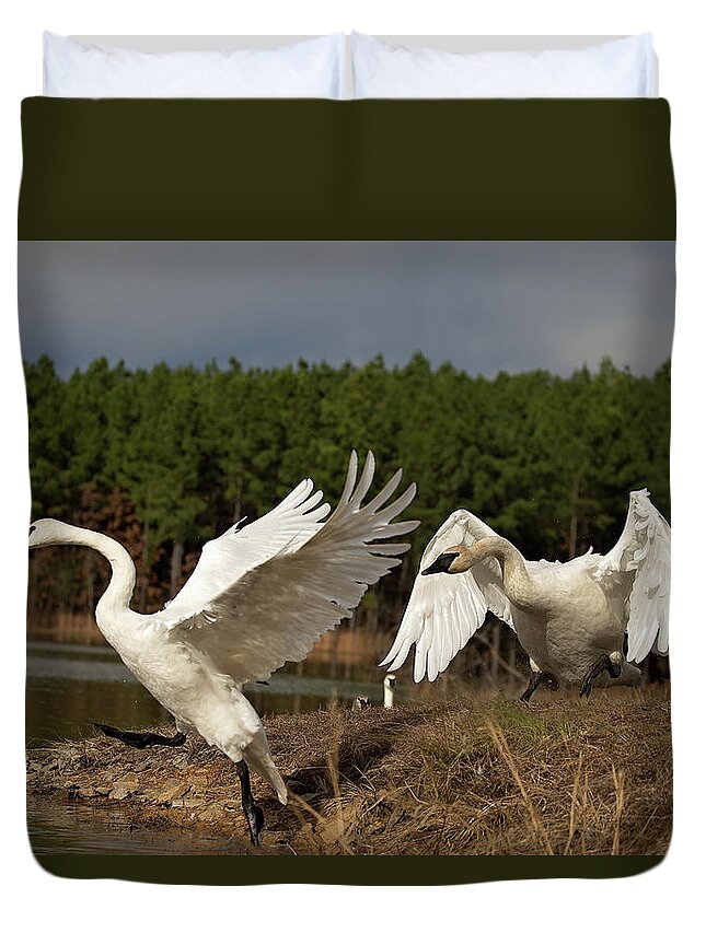 Trumpeter Swan Duvet Cover featuring the photograph Swan Fight by Eilish Palmer