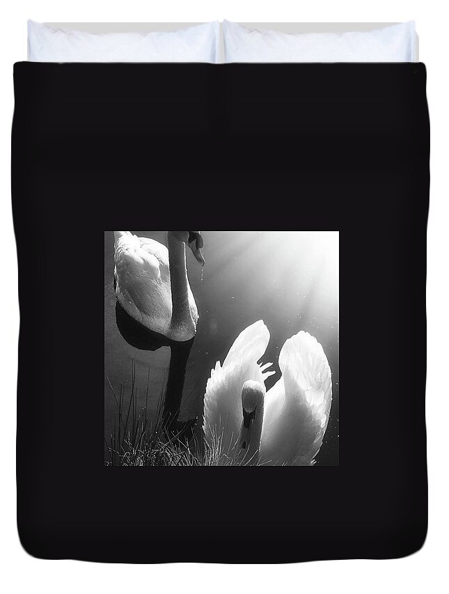 Swan Duvet Cover featuring the photograph Swan Lake In Winter - Kingsbury Nature by John Edwards