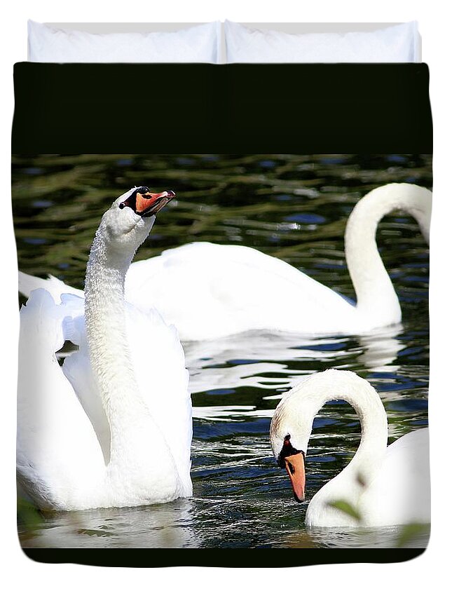 Swans Duvet Cover featuring the photograph Swans III by Carol Montoya