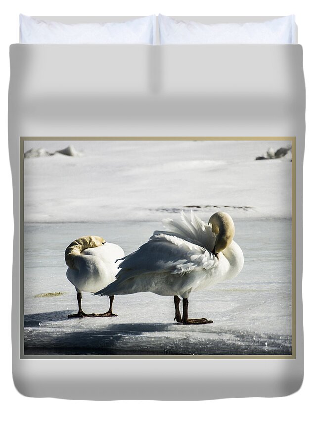 Swans Duvet Cover featuring the photograph Swans On Ice by Suanne Forster