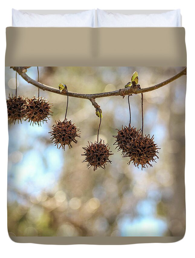 Sweetgum Duvet Cover featuring the photograph Sweetgum Balls n Buds by Alison Frank