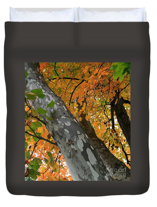 Plant Duvet Cover featuring the photograph Sycamore Tree in October by Karen Adams