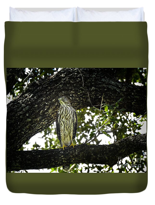 Hawk Duvet Cover featuring the photograph Tail Feathers by Ella Kaye Dickey