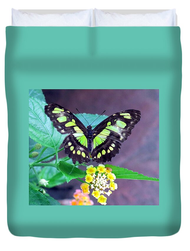 Flower Duvet Cover featuring the photograph Tailed Jay visits Lantana by Betty Buller Whitehead