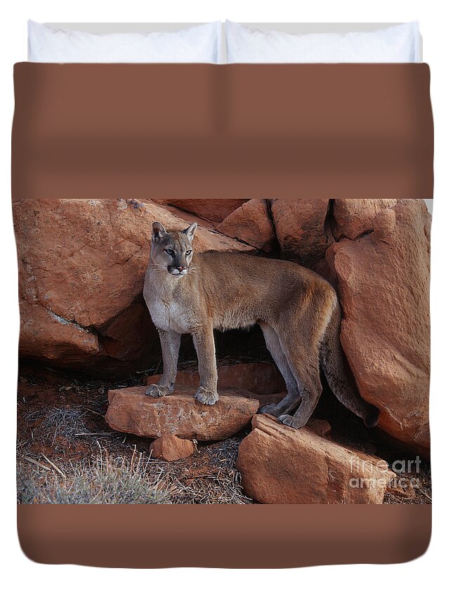 Cougar Duvet Cover featuring the photograph Taking Stock by Sandra Bronstein