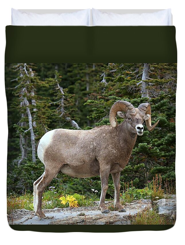 Bighorn Sheep Duvet Cover featuring the photograph Talking To Myself by Adam Jewell