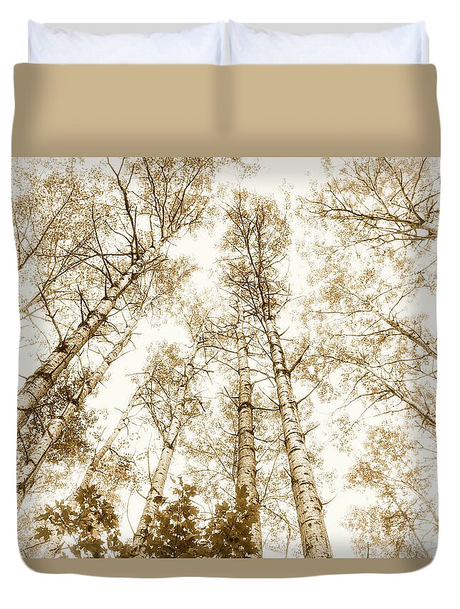 Trees Duvet Cover featuring the photograph Tall aspens by Elena Elisseeva