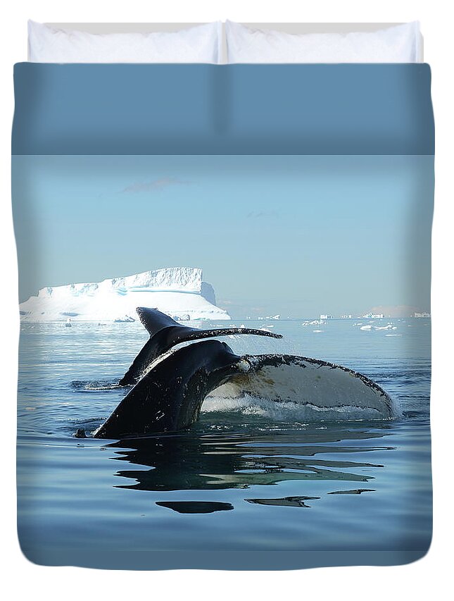 Whale Duvet Cover featuring the photograph Tandem Humpback Whale Flukes by Bruce J Robinson