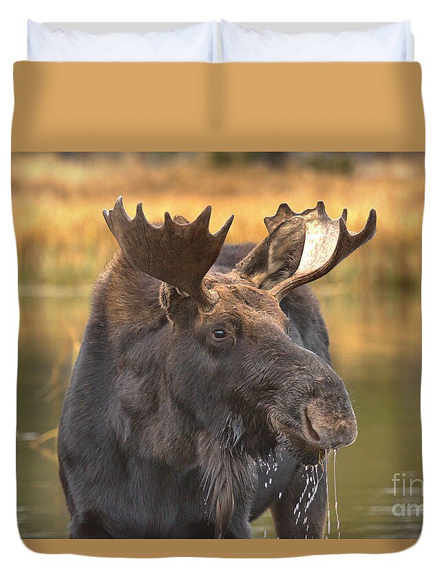 Moose Face Duvet Cover featuring the photograph Moose Smile by Adam Jewell