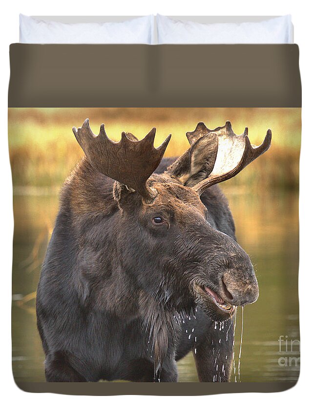 Moose Face Duvet Cover featuring the photograph Dripping Moose Closeup by Adam Jewell