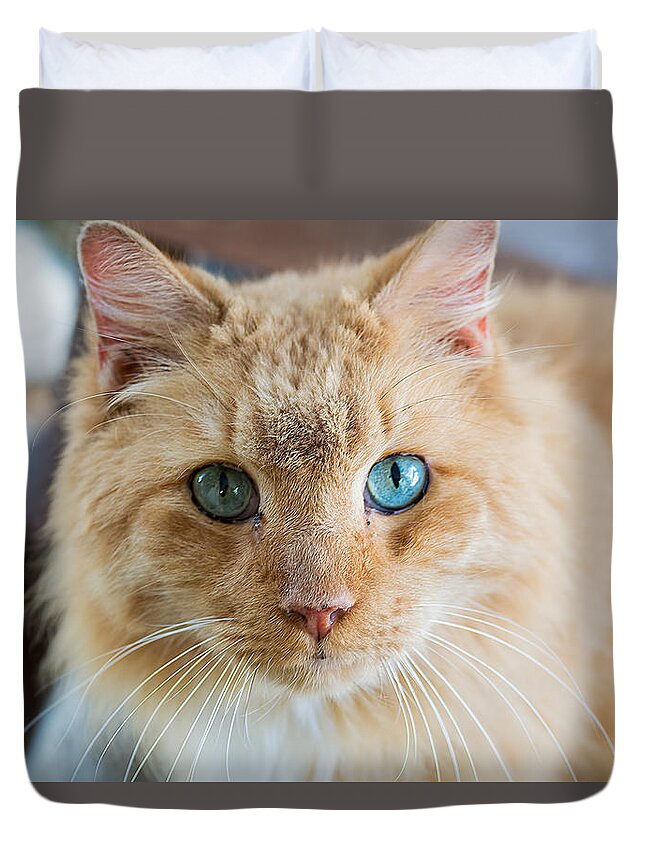 Cat Duvet Cover featuring the photograph That Special Look by Kenneth Albin