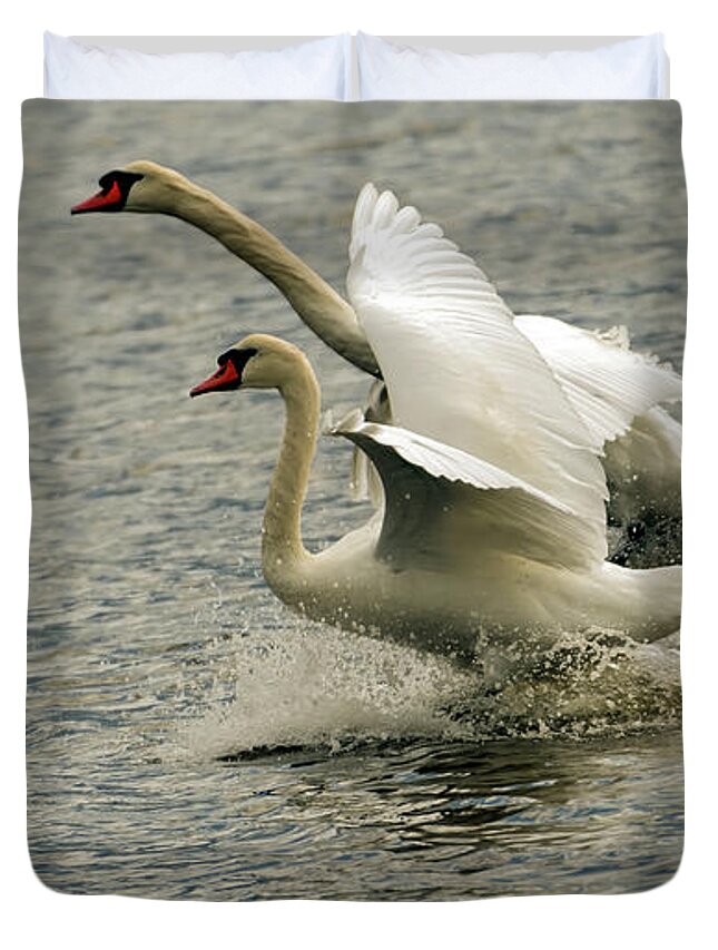 Swan Duvet Cover featuring the photograph The Amazing Swan Race by Sam Rino