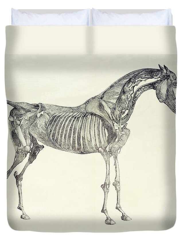 Designs Similar to The Anatomy of the Horse