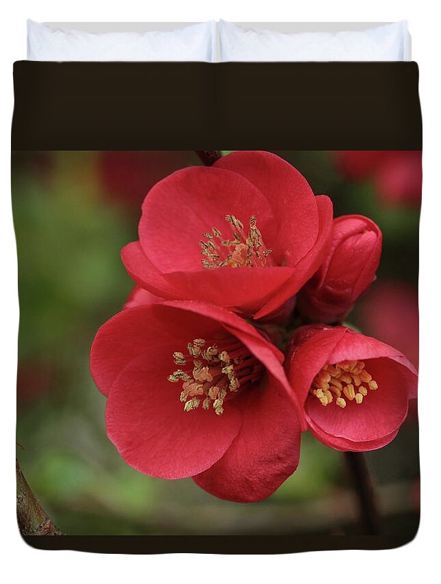 Connie Handscomb Duvet Cover featuring the photograph The Blooming Red Quince by Connie Handscomb
