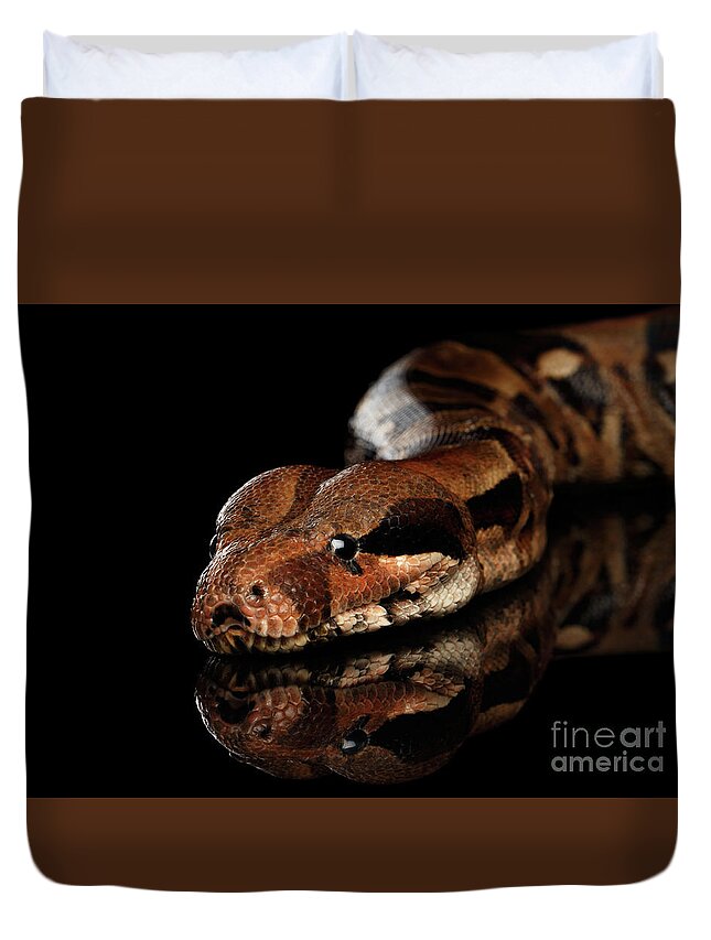 The Boa Constrictors Isolated On Black Background Duvet Cover For