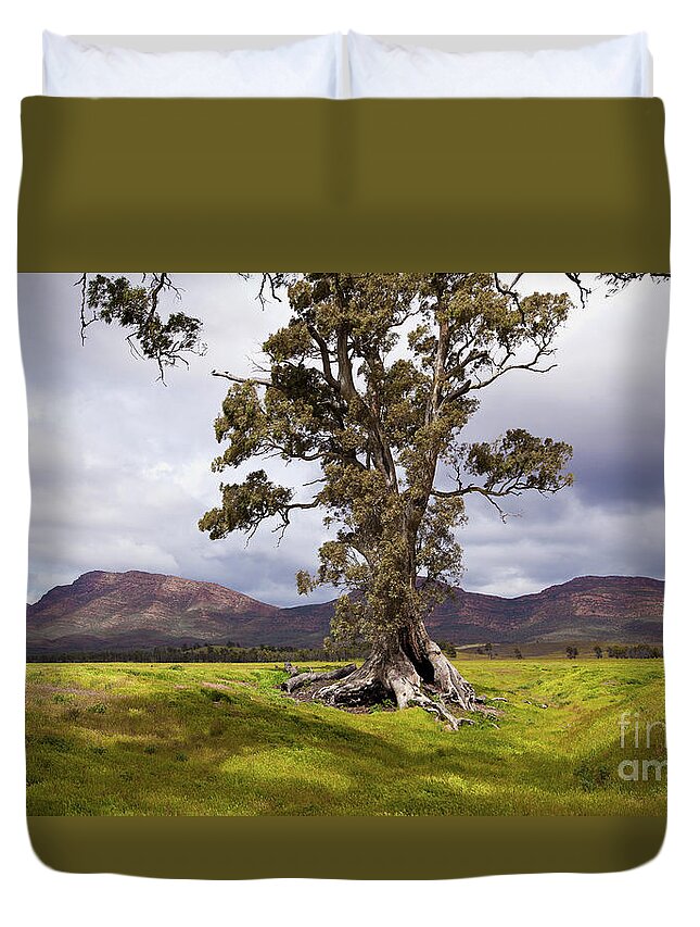 The Cazneaux Tree Flinderss Ranges South Australia Australia Landscape Landscapes Outback Gum Wilpena Pound Duvet Cover featuring the photograph The Cazneaux Tree by Bill Robinson