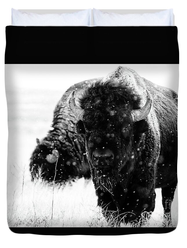 Buffalo Duvet Cover featuring the photograph The Cold Brotherhood by Jim Garrison