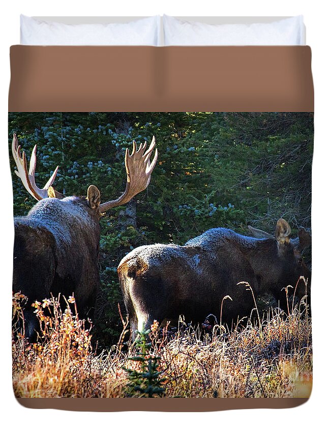 Moose Duvet Cover featuring the photograph The Frost is on the Moose's by Jim Garrison