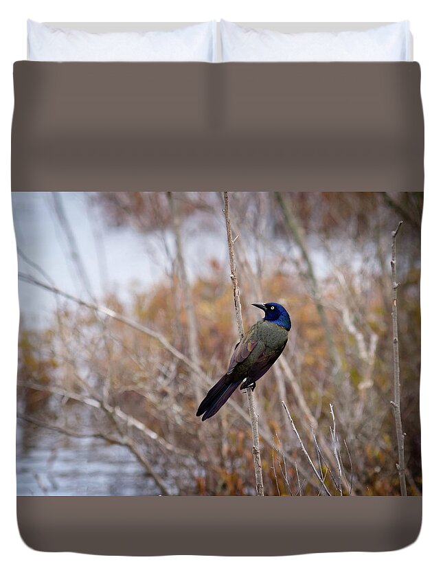 Common Grackle Duvet Cover featuring the photograph The Grackle by Steve L'Italien