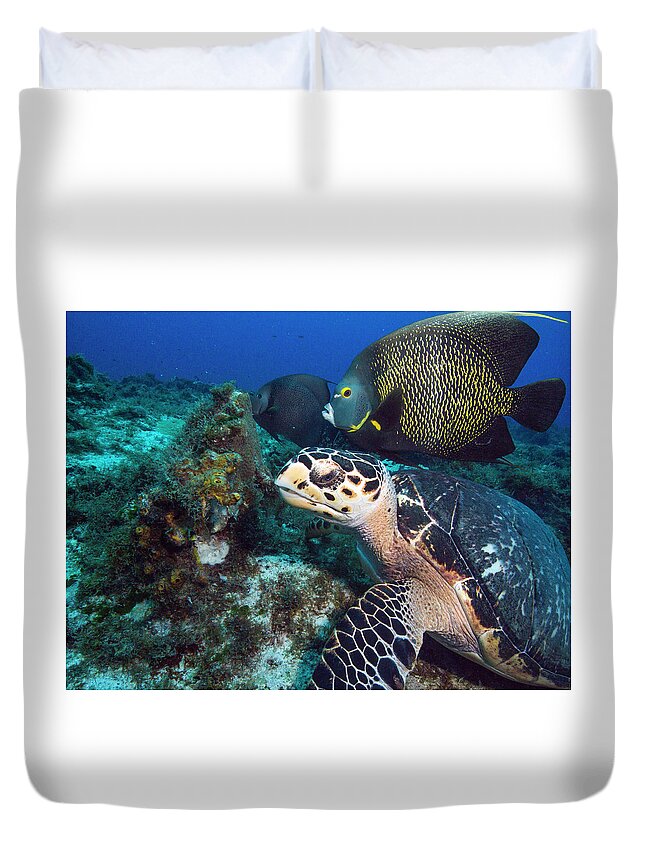 Green Turtle Duvet Cover featuring the photograph The Green Turtle and the Angelfish by Matt Swinden