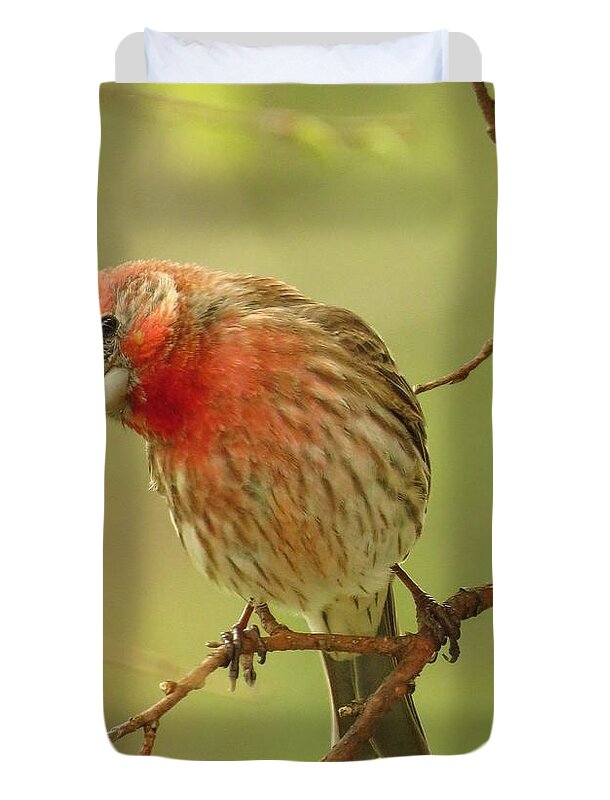 Finches Duvet Cover featuring the photograph The Inquisitive Finch by Lori Frisch