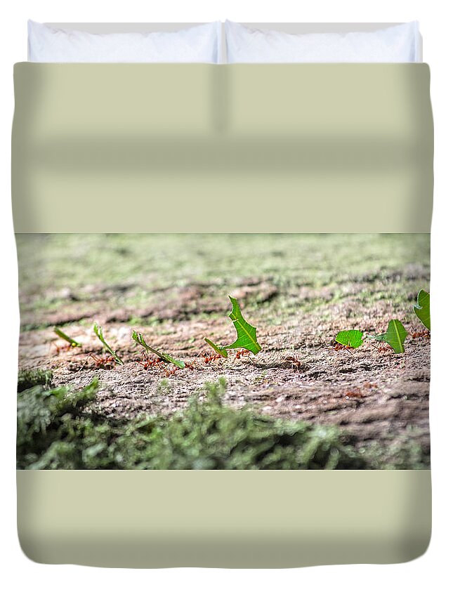 Leafcutter Ant Duvet Covers