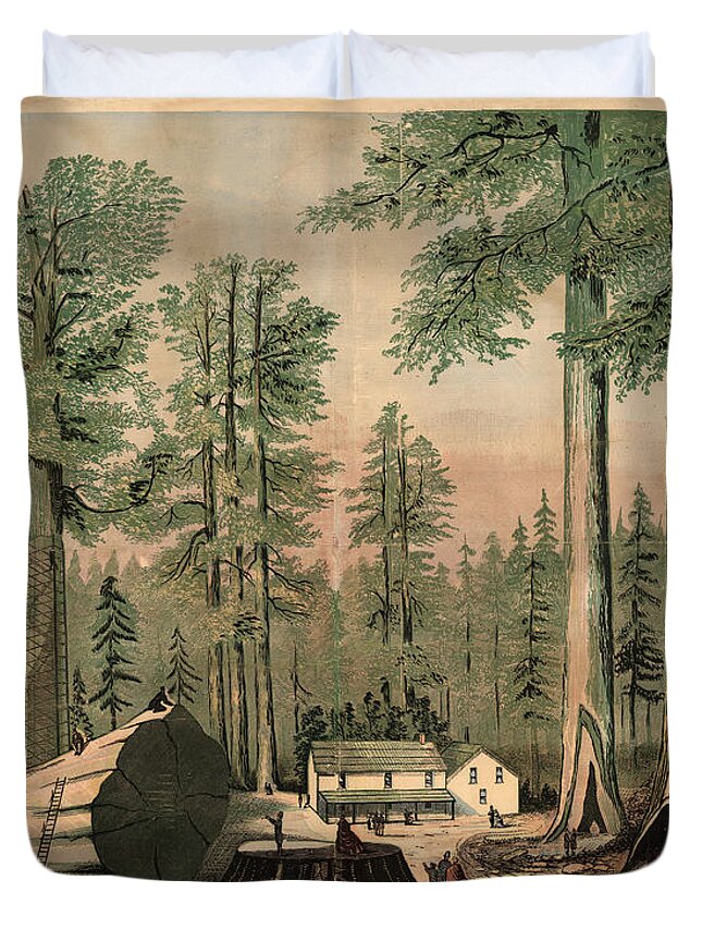 Mammoth Trees Of California Duvet Cover featuring the drawing The Mammoth Trees of California - Giant Sequoia - Historical Print for Nature Lover by Studio Grafiikka