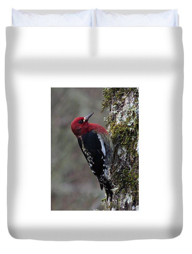  Red-breasted Sapsucker Duvet Cover featuring the photograph The Maple Sap Tapper by I'ina Van Lawick