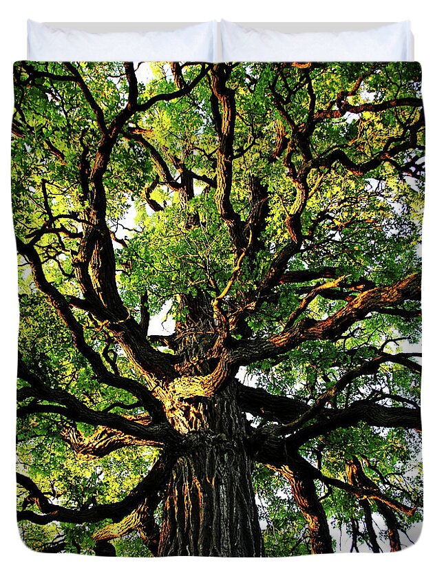 Oak Tree Duvet Cover featuring the photograph The Mighty Oak by Debbie Oppermann