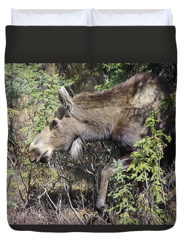 Moose Duvet Cover featuring the photograph The Moose by John Mathews