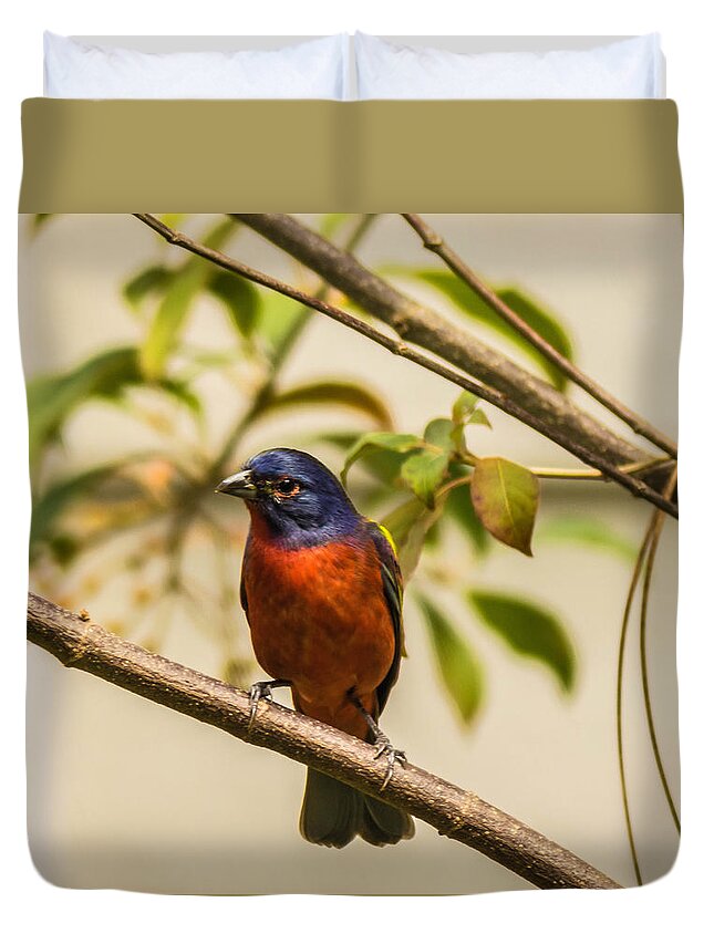 Birds Duvet Cover featuring the photograph The Painted Bunting by George Kenhan