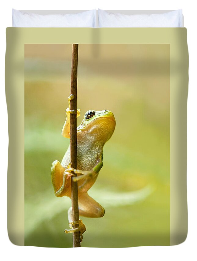 Frog Duvet Covers