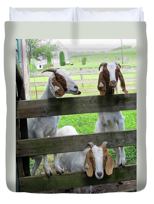 Goats Duvet Cover featuring the photograph The Real Three Billy Goats Gruff by Linda Stern