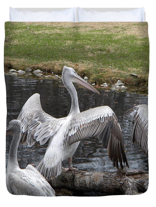 Pelican Duvet Cover featuring the photograph The Spread by Amanda Eberly