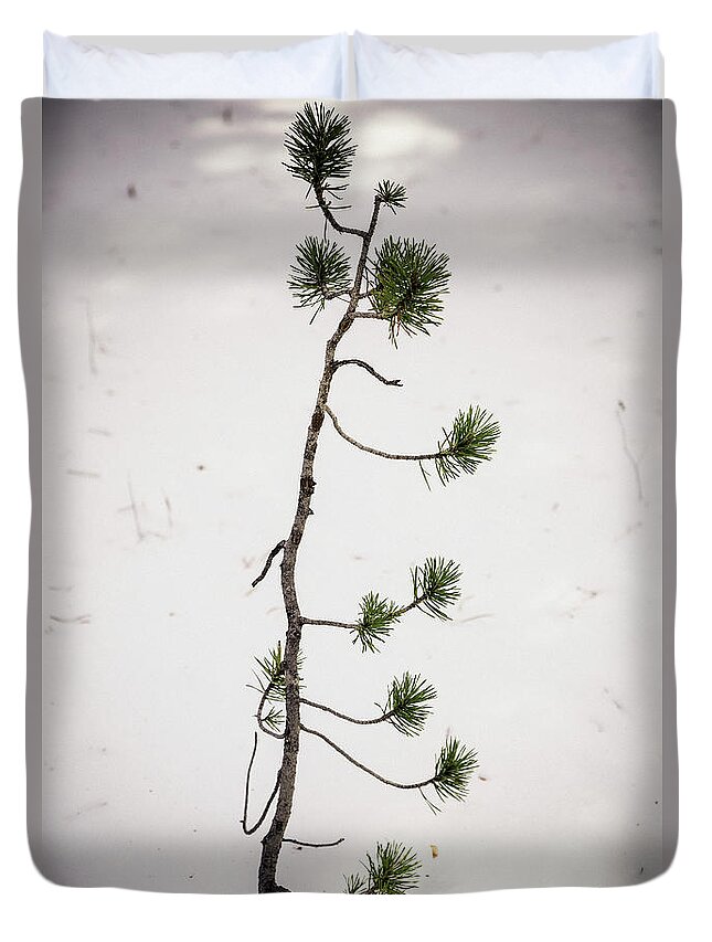 Forest Duvet Cover featuring the photograph The Start Of A Forest Giant by James BO Insogna