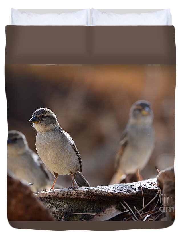 Endothermic Duvet Cover featuring the photograph The Three Musketeers by Robert WK Clark