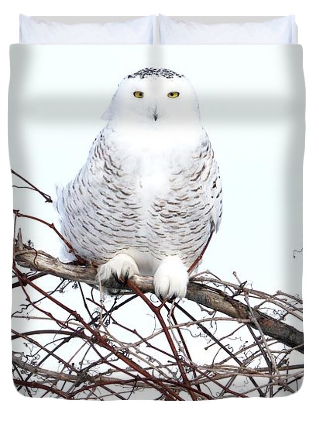 Snowy Owls Duvet Cover featuring the photograph The vineyard by Heather King