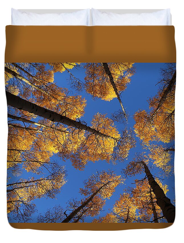 Aspen Foliage Duvet Cover featuring the photograph There is Gold Above by Tammy Pool