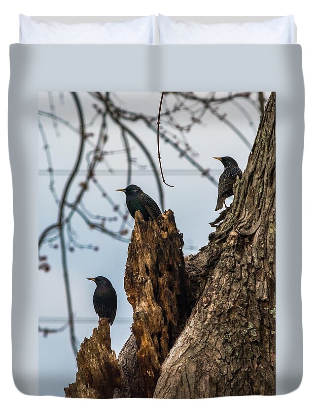 European Starlings Duvet Cover featuring the photograph These Three Starlings by Holden The Moment