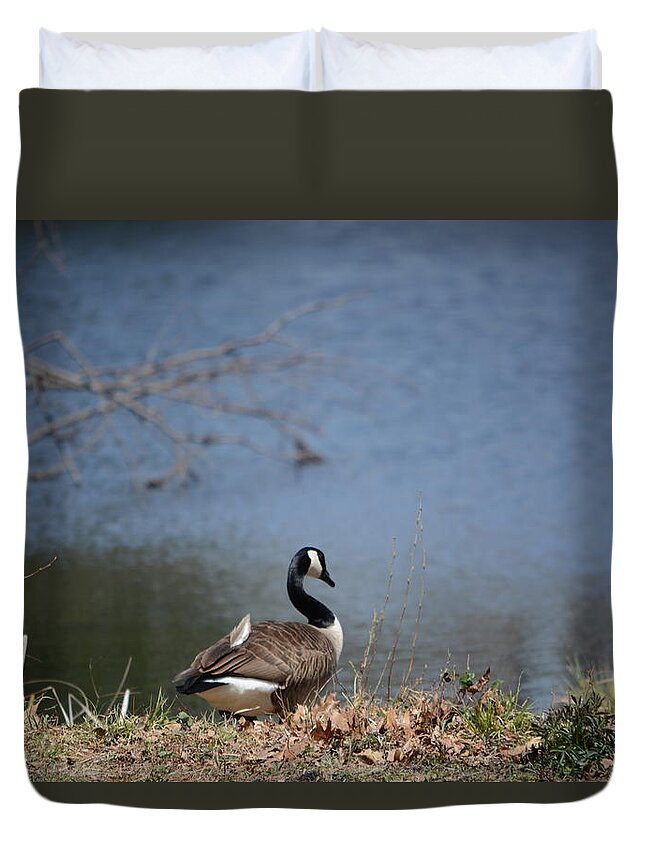Canadian Geese Duvet Cover featuring the photograph Thinking Odd Feather by Dani McEvoy