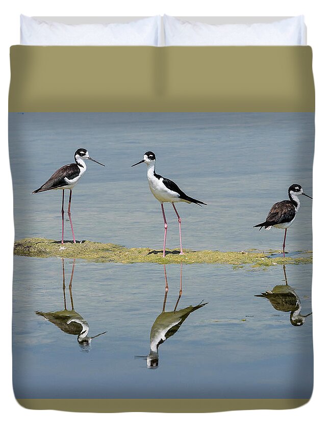 Algae Duvet Cover featuring the photograph Three Kings by Robert Potts
