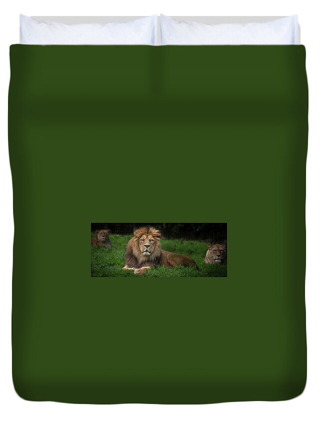 Lion Duvet Cover featuring the photograph Three Lions by Nigel R Bell