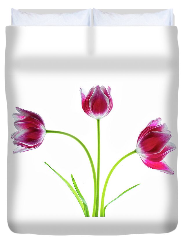 Tulips Duvet Cover featuring the photograph Three Red Tulips on White by Rebecca Cozart