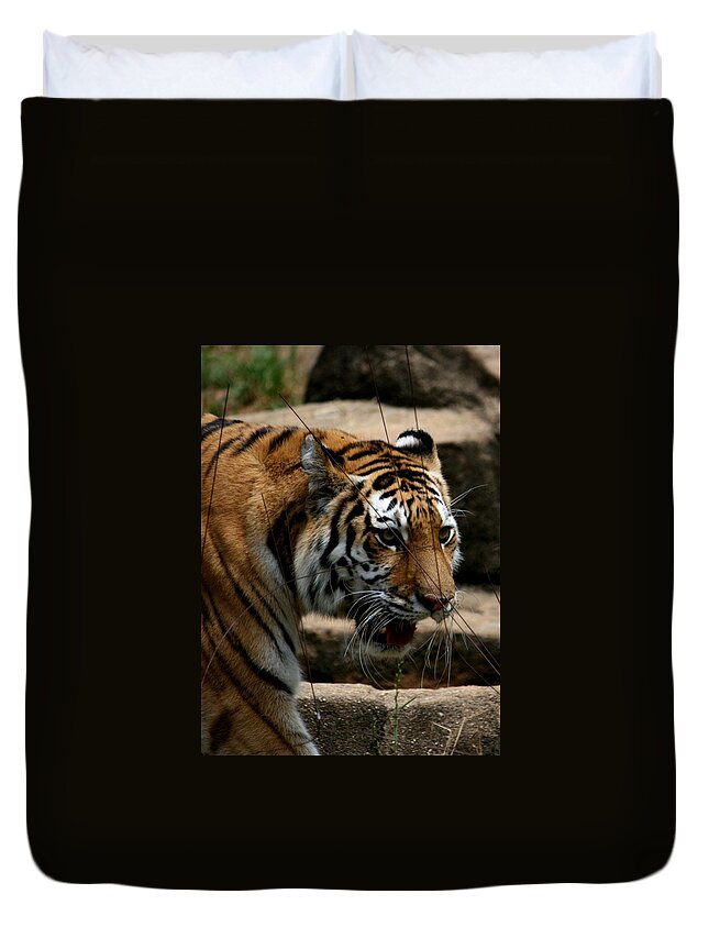 Tiger Duvet Cover featuring the photograph Serching by Cathy Harper
